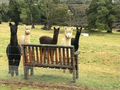 Lamas in paddock at Tophouse Accommodation